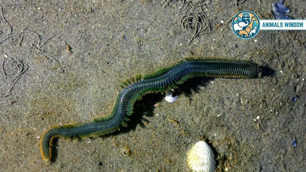 Ragworm Animal With Smallest Brain