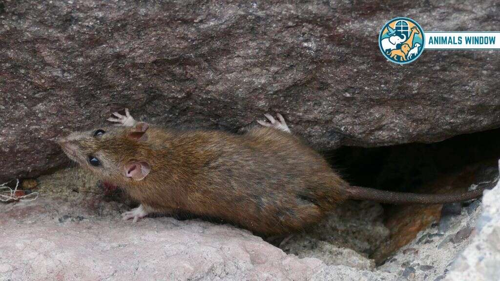Rat Animal With Best Hearing