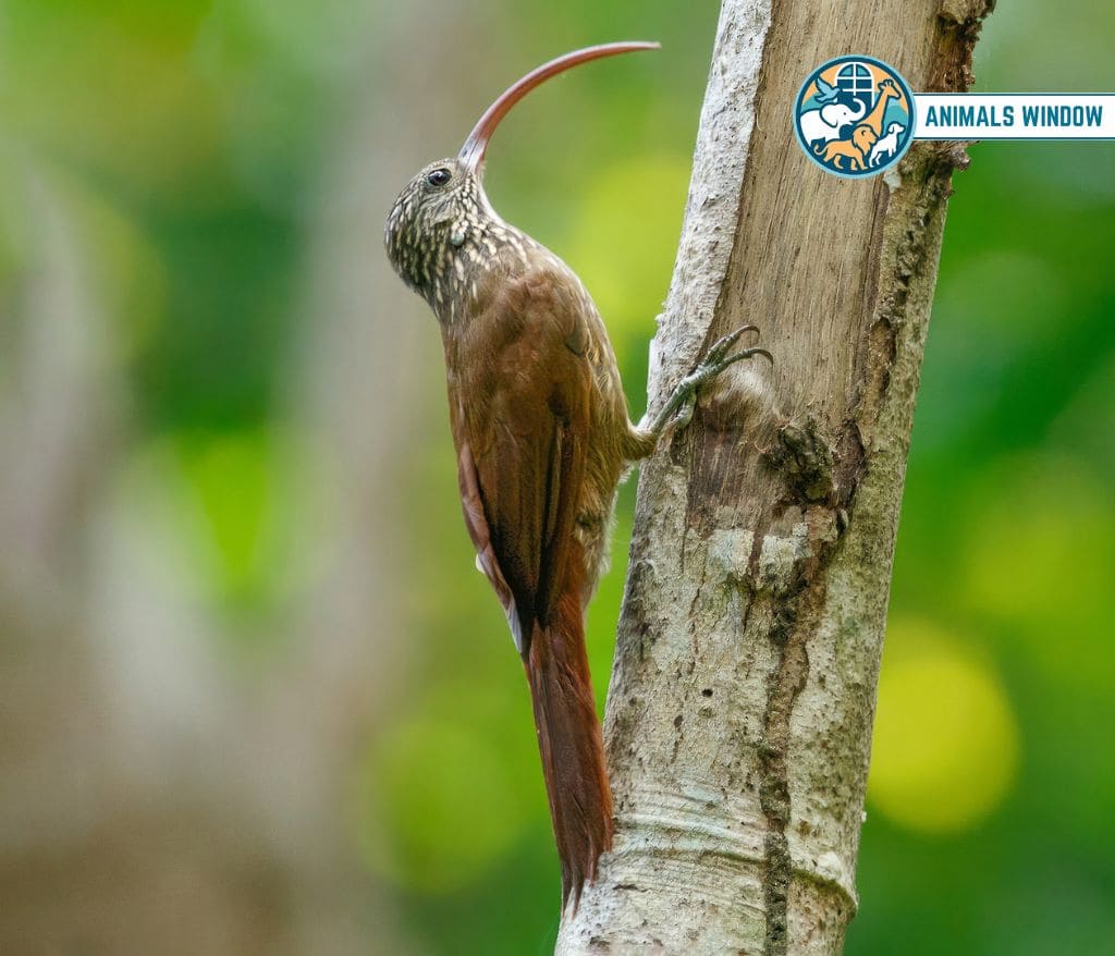 Red-Billed Scythebill Animal That Eat Insects