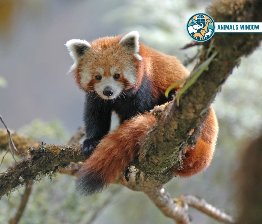 Red Panda Mount Everest Animals