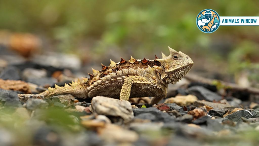 Rhinoceros-Horned Lizard Animal With One Horn