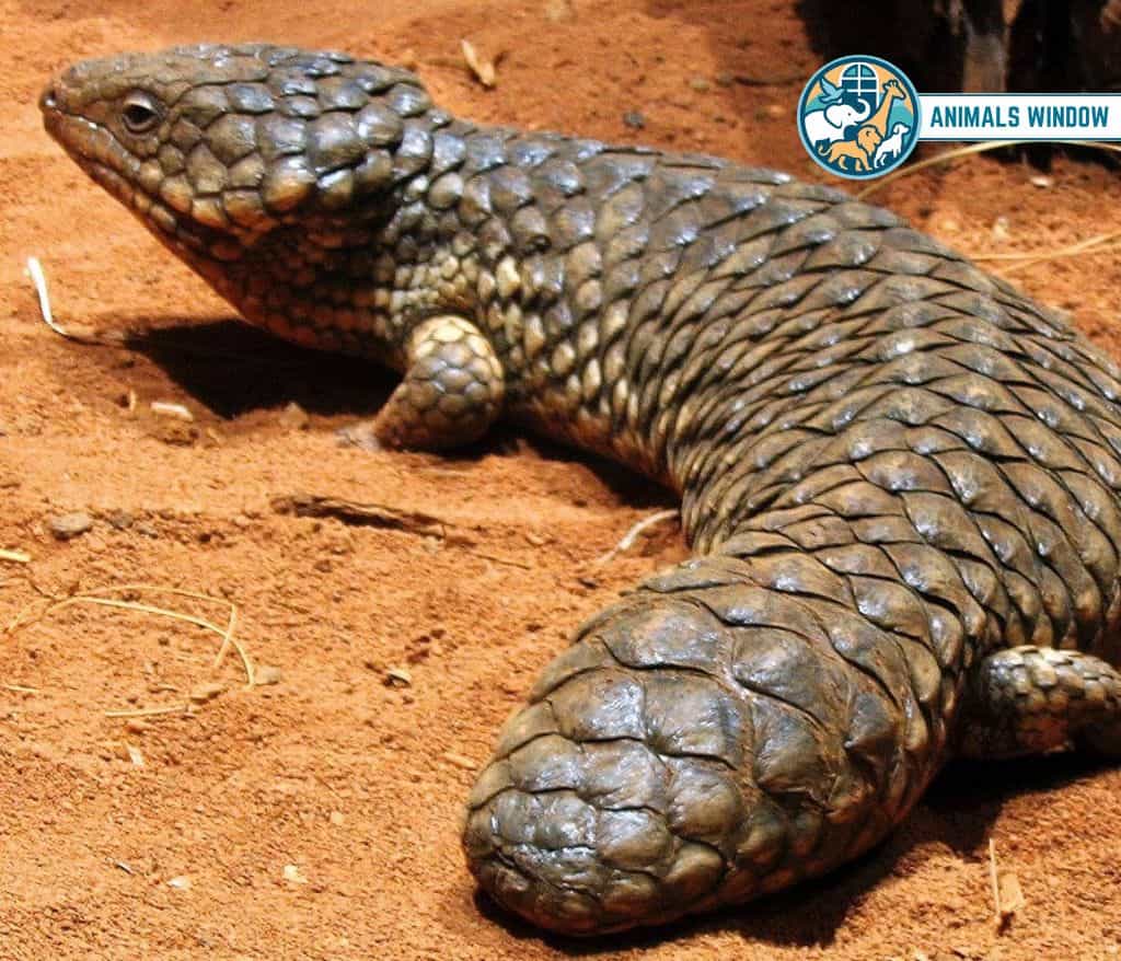 Shingleback Skink Animal That Mate for Life