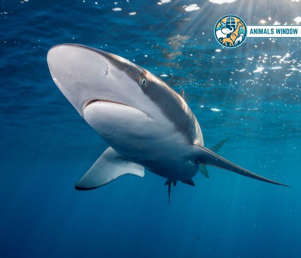 Silky Shark Animals With the Most Teeth