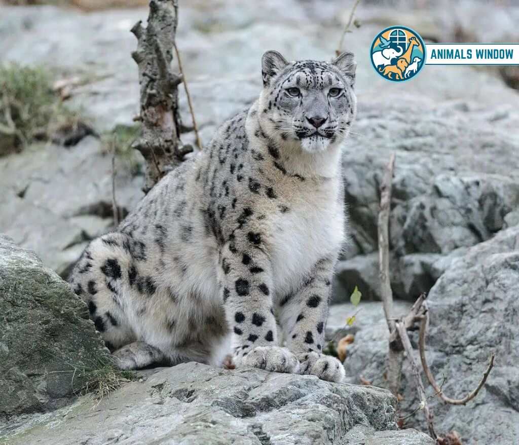 Snow Leopard Mount Everest Animals