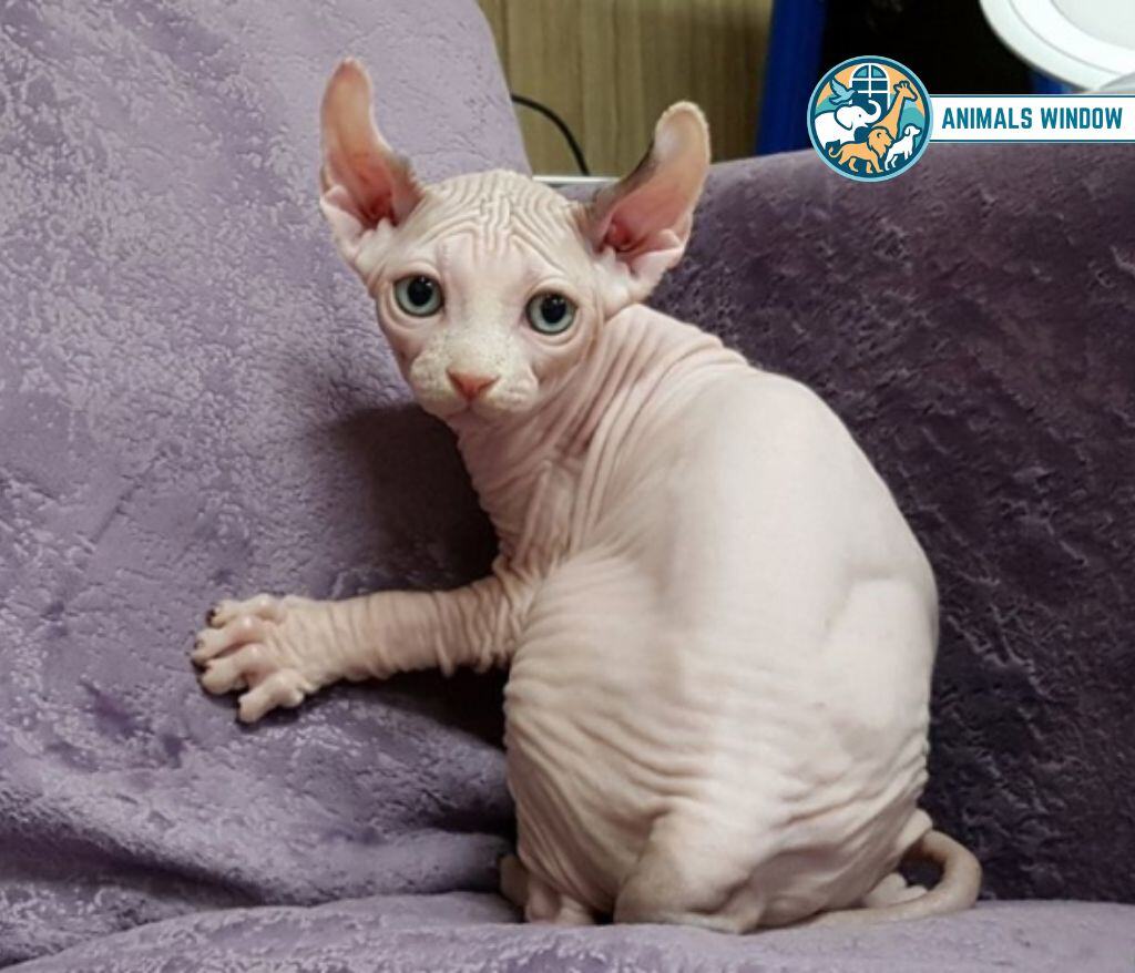 Sphynx Cat Bald & Hairless Animals in the World