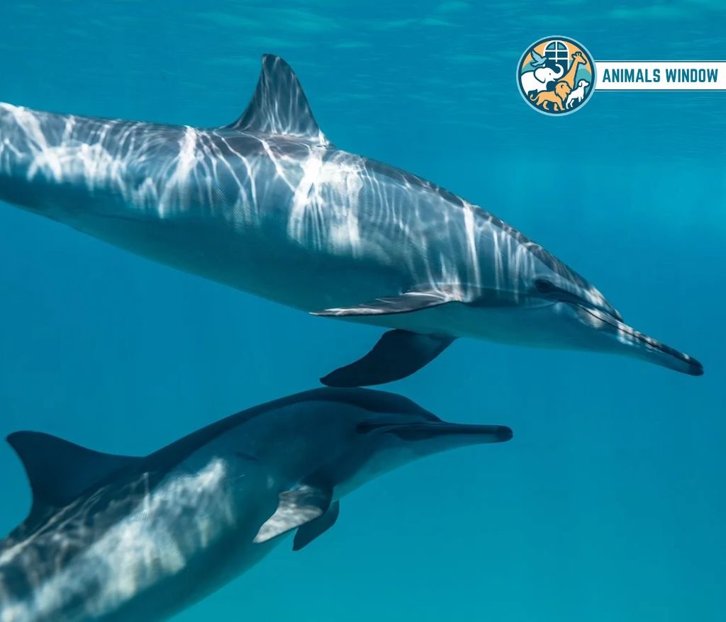 Spinner Dolphin Animal With the Most Teeth