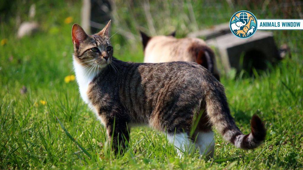 Stray Cat Animals That Live in Attics