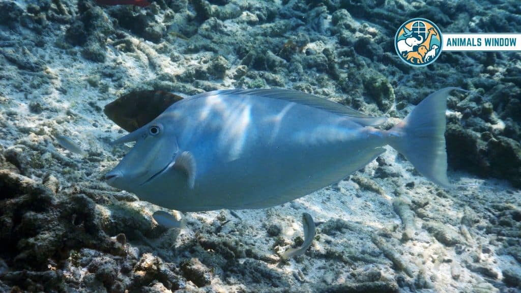 Unicornfish Animals With One Horn
