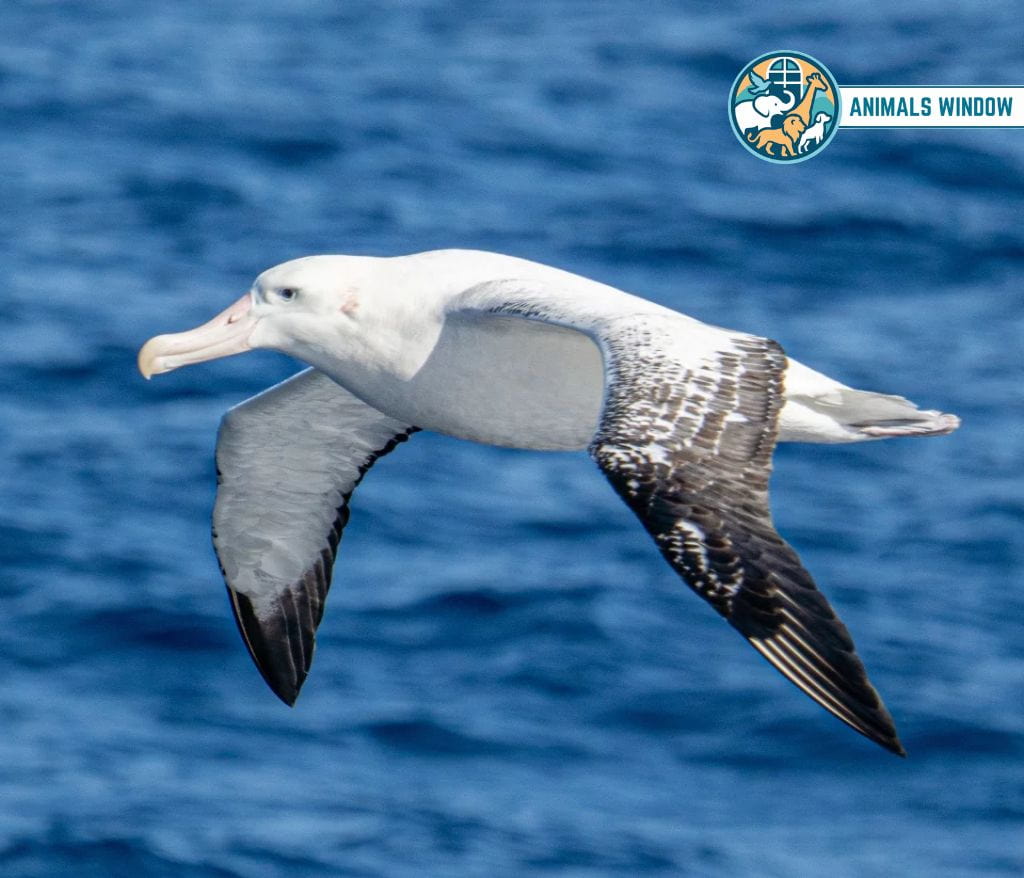 Wandering Albatross Animal That Mate for Life