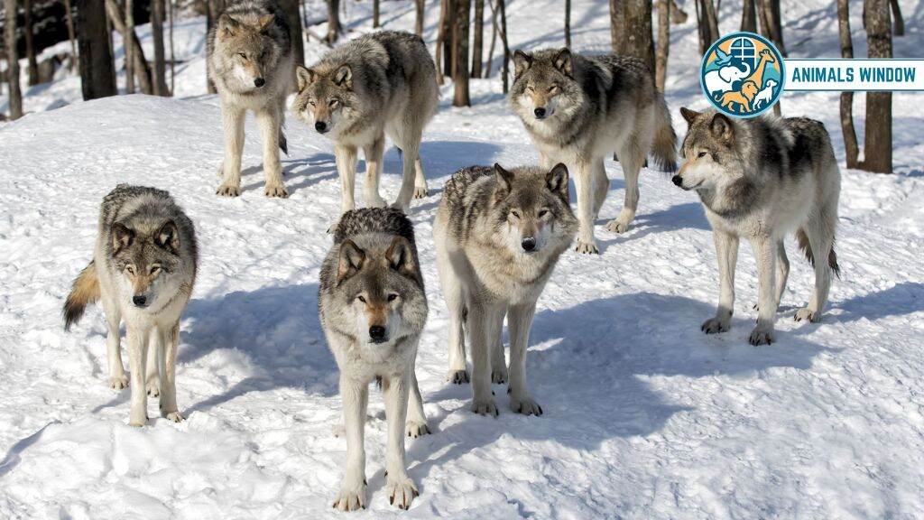 What a Wolf Pack Actually Is