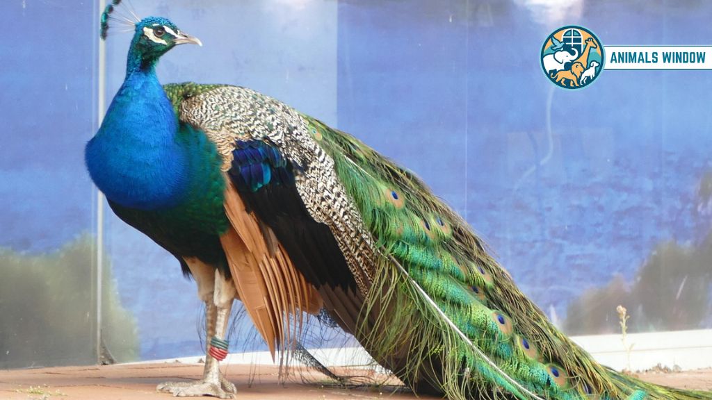 What Can a Peacock Actually Do to You?