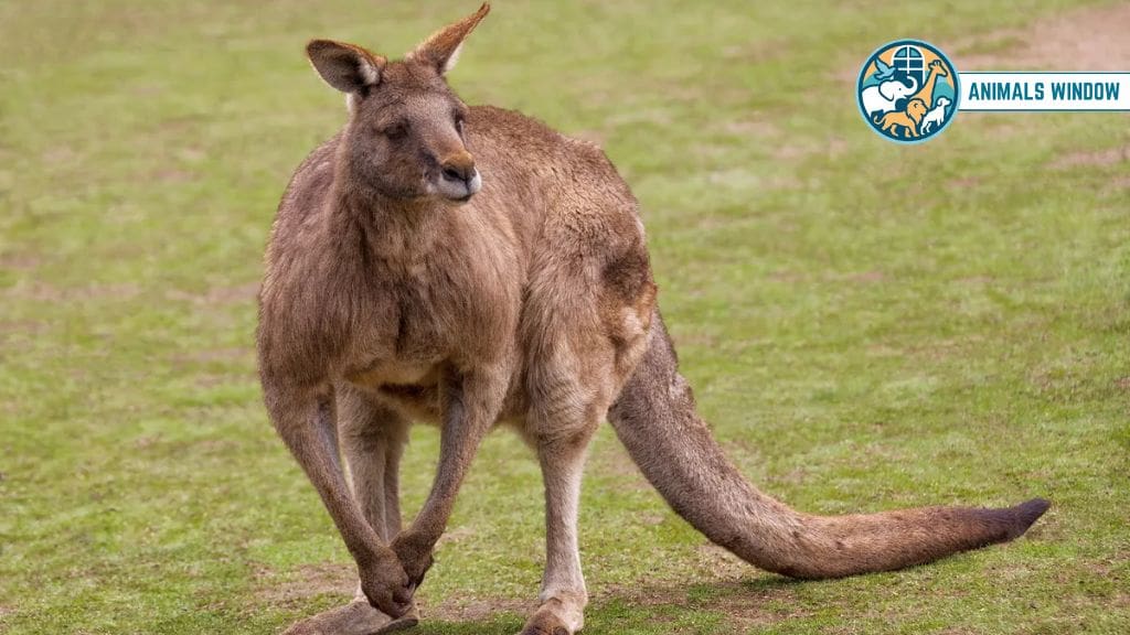 What Makes Kangaroos So Physically Powerful?