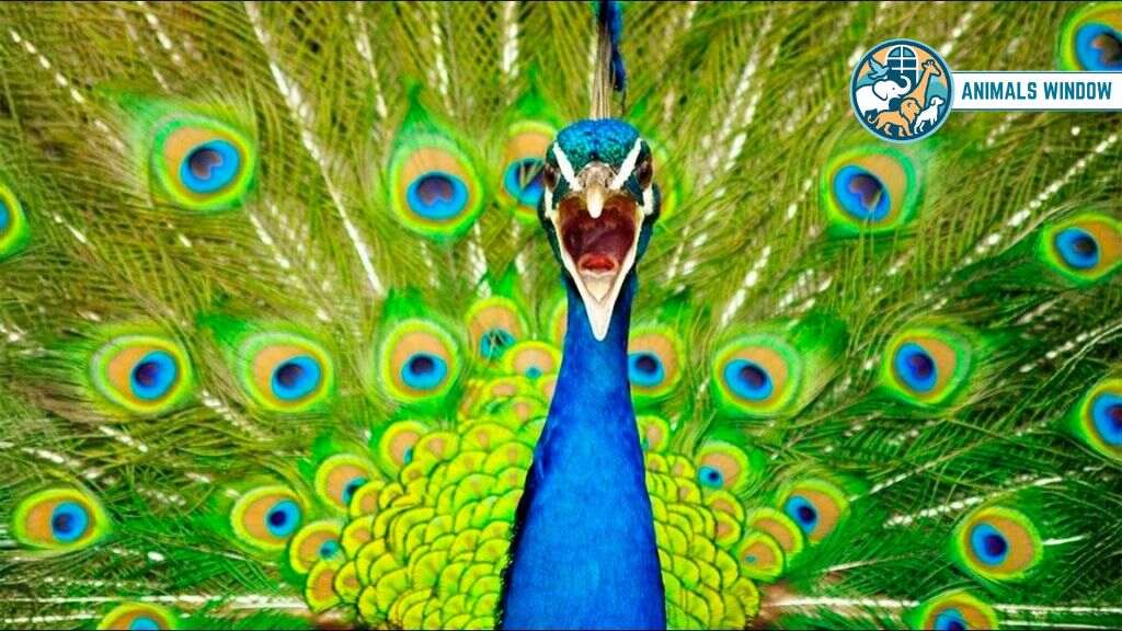 When Do Peacocks Actually Become Aggressive?