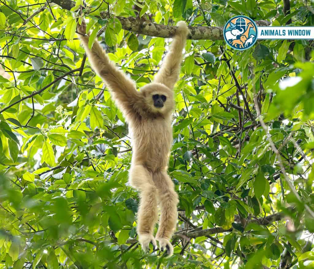 White-Handed Gibbon Animal That Mate for Life