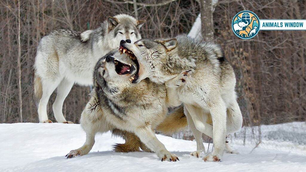Wild Wolves vs. Captive Wolves