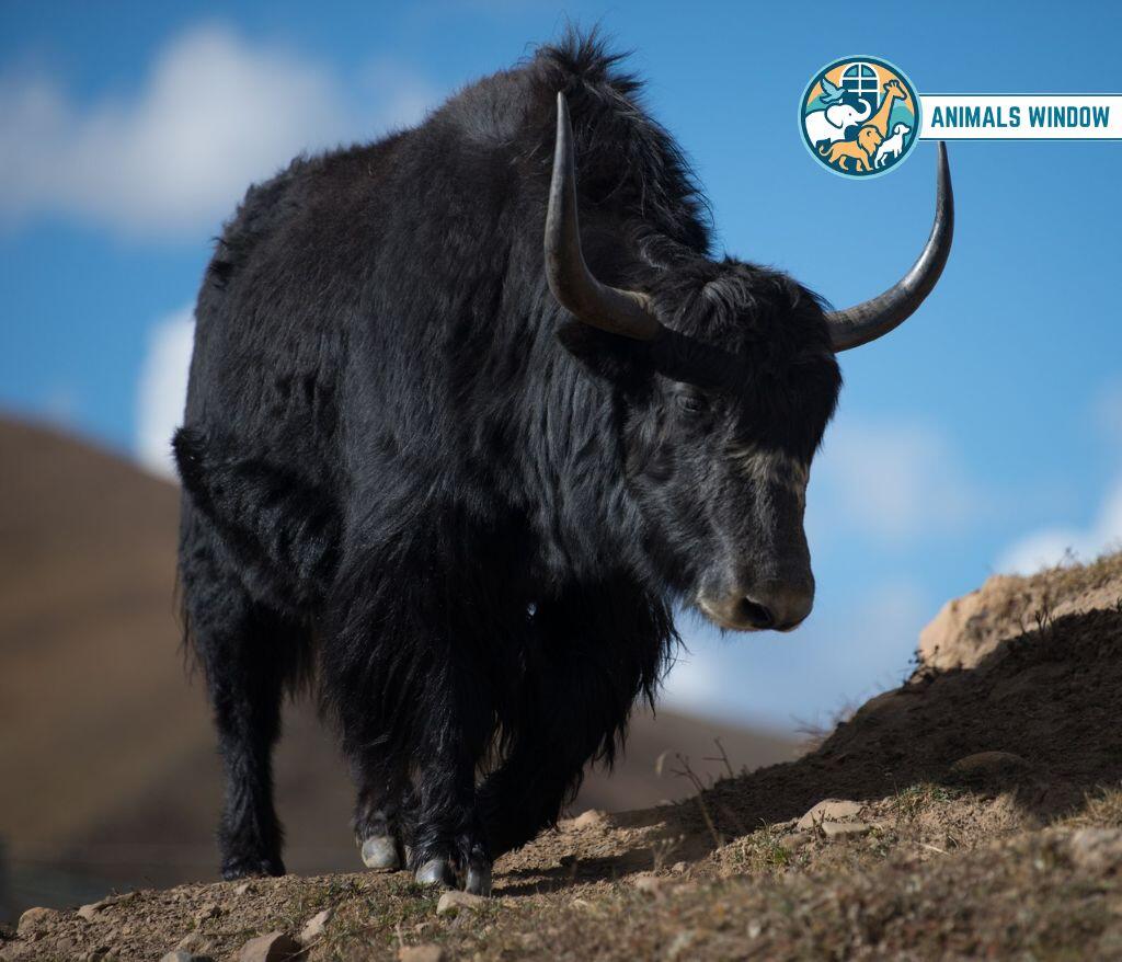Wild Yak Mount Everest Animal