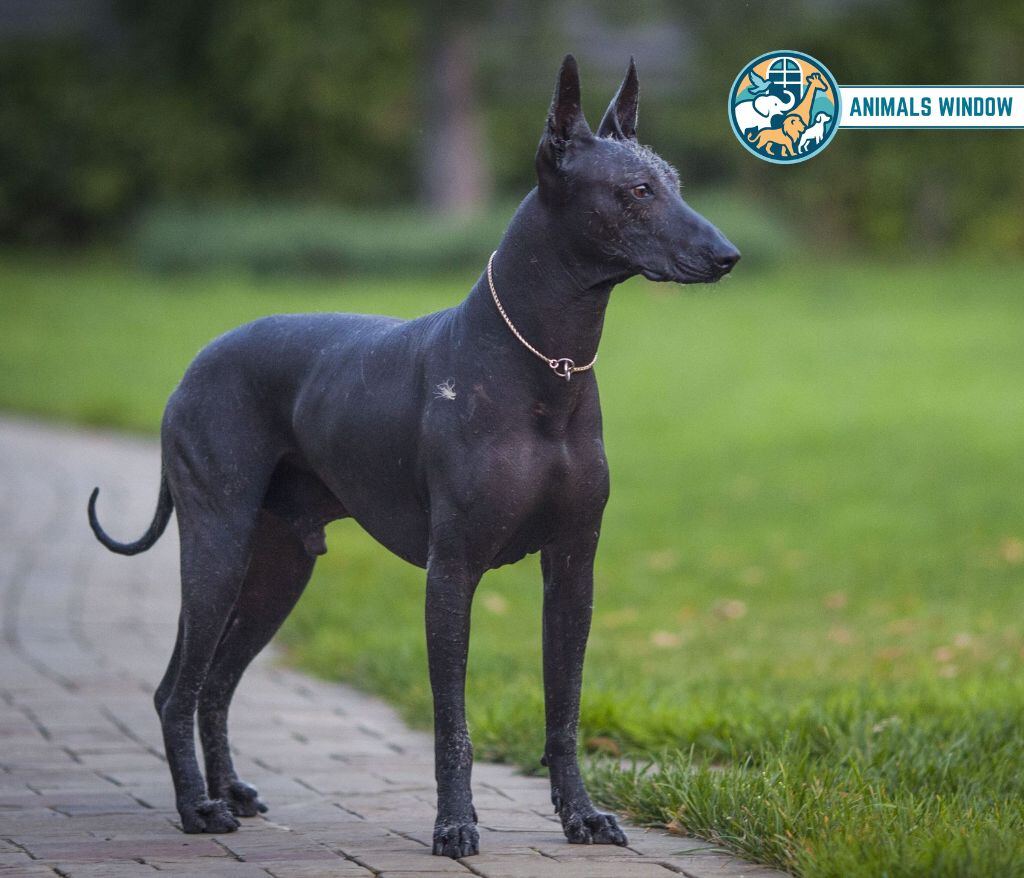 Xoloitzcuintli Bald & Hairless Animals in the World