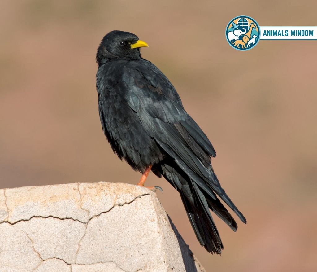 Yellow-Billed Chough Mount Everest Animals