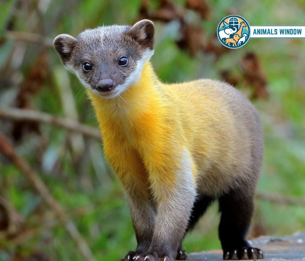 Yellow-Throated Marten Mount Everest Animals