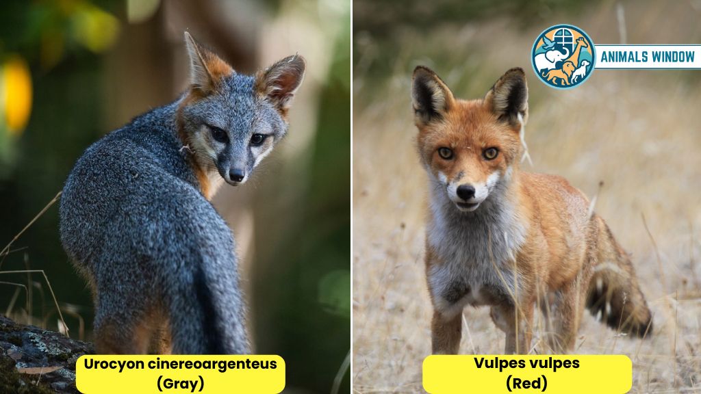 Fox Animals Similar to Raccoons