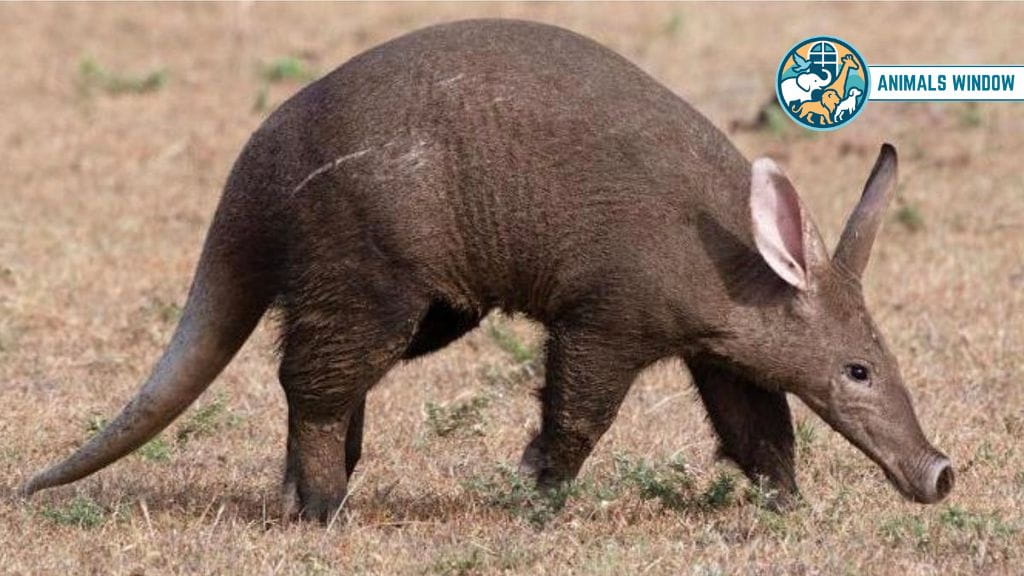 Aardvark Animal With Big Noses