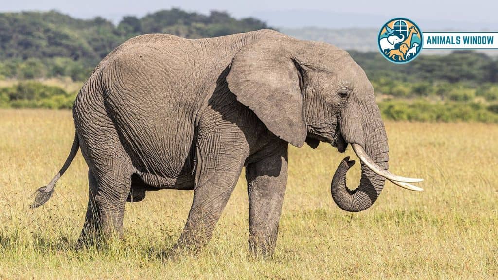 African Elephant Chubby Animals That Is Naturally Round