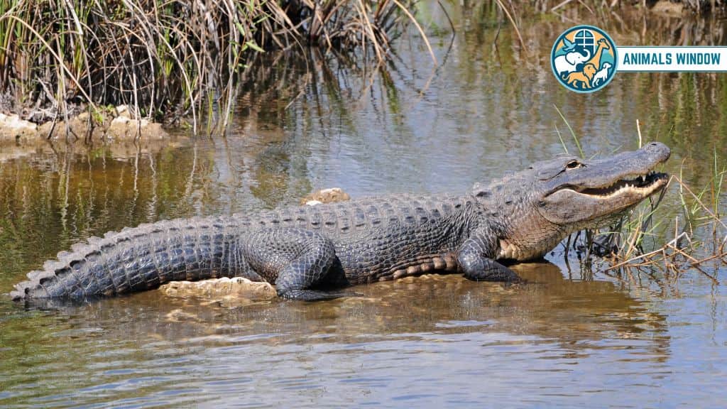 Alligator Animal That Eat Squirrels