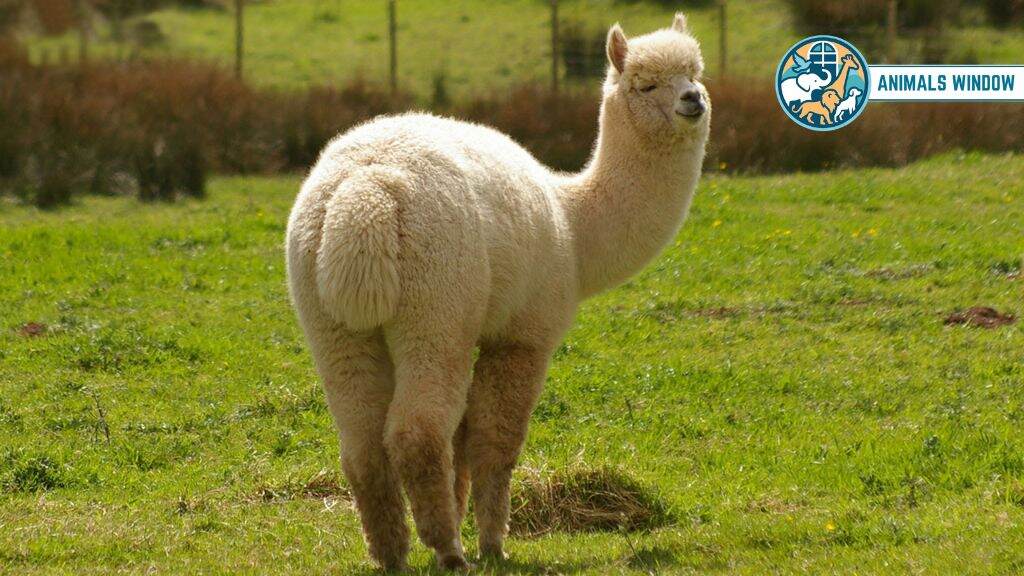 Alpaca Animal With Long Necks