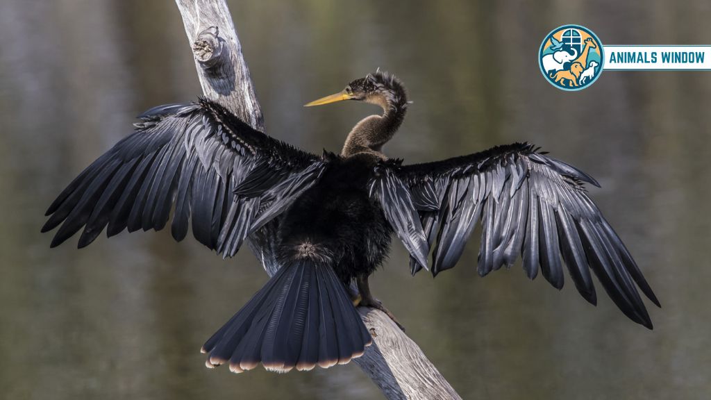 Anhinga Animal With Long Necks
