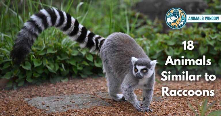 18 Animals Similar to Raccoons (With Pictures and Unique Facts)