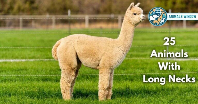 25 Animals With Long Necks (With Pictures and Unique Facts)