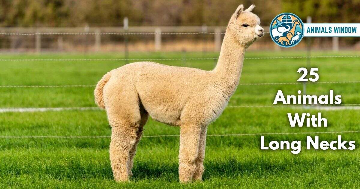 25 Animals With Long Necks (With Pictures and Unique Facts)