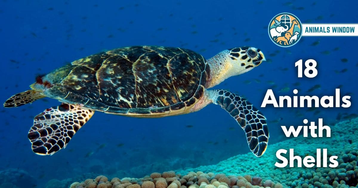 Animals with Shells (With Pictures and Unique Facts)
