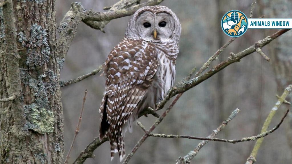 Barred Owl Animal That Eat Squirrels