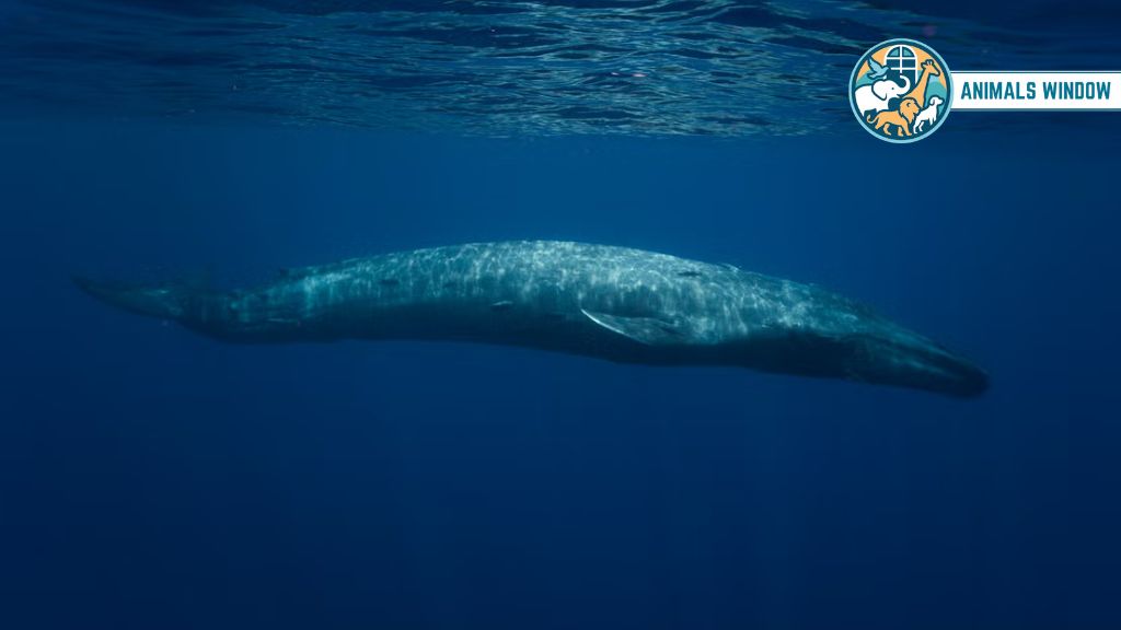 Blue Whale Chubby Animal That Is Naturally Round