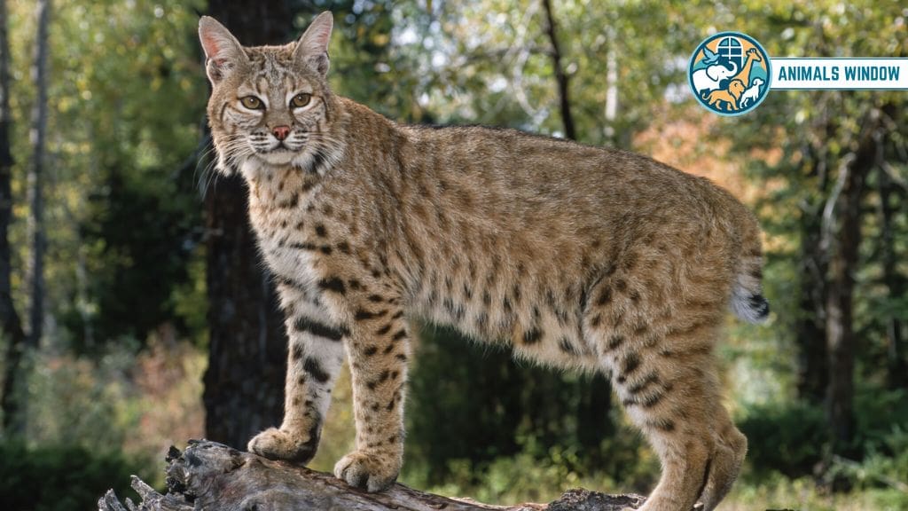 Bobcat Animal That Eat Squirrels