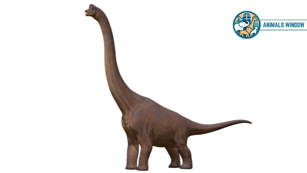 Brachiosaurus Animals With Long Necks