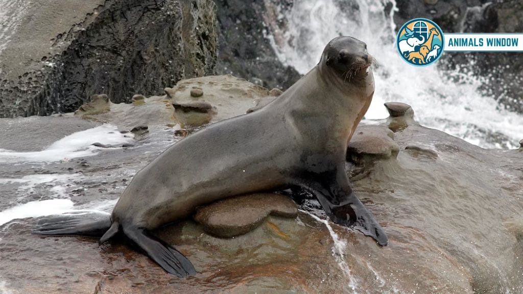 California Sea Lion Animal with Flippers