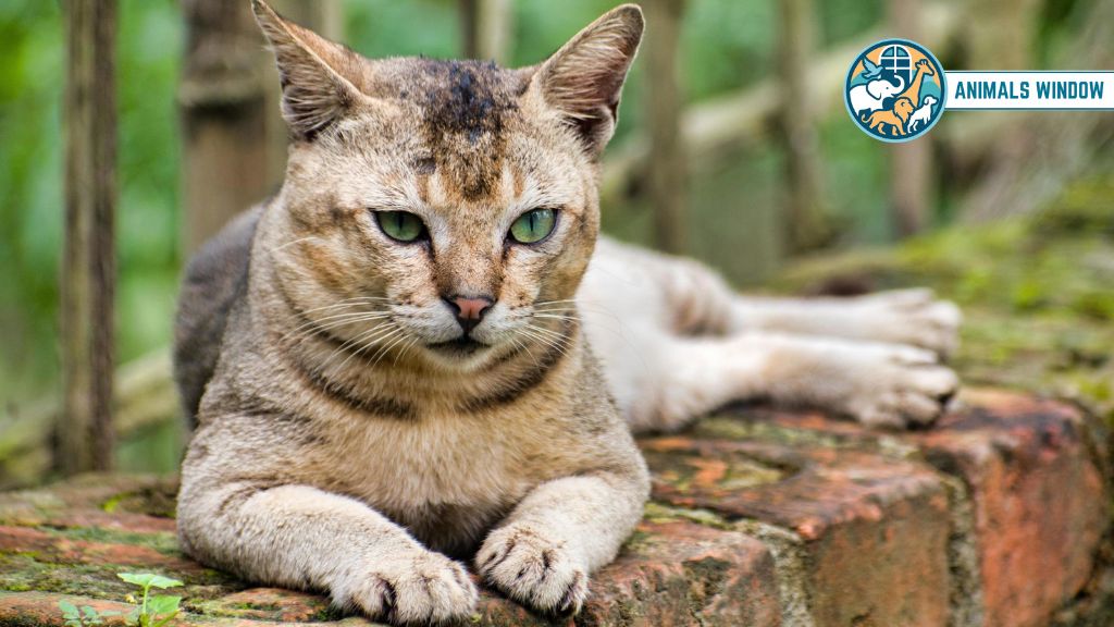 Cat Docile & Friendly Animals in the World