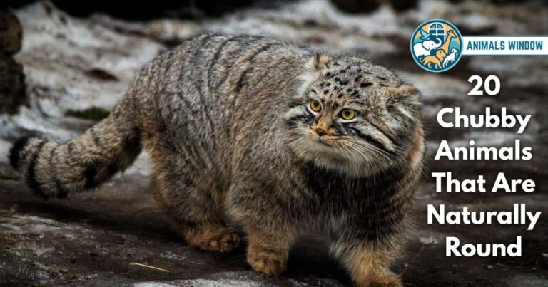 20 Chubby Animals That Are Naturally Round (With Pictures and Unique Facts)