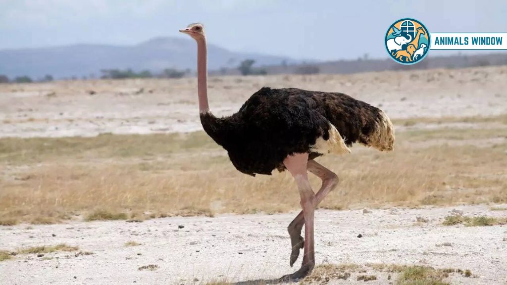 Common Ostrich Animal With Long Necks