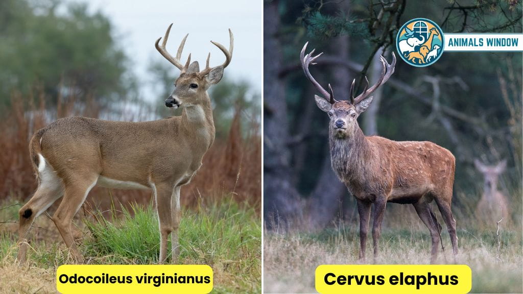 Deer Docile & Friendly Animals in the World