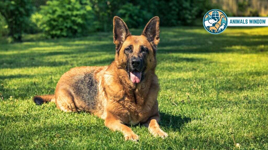 Dog Docile & Friendly Animal in the World