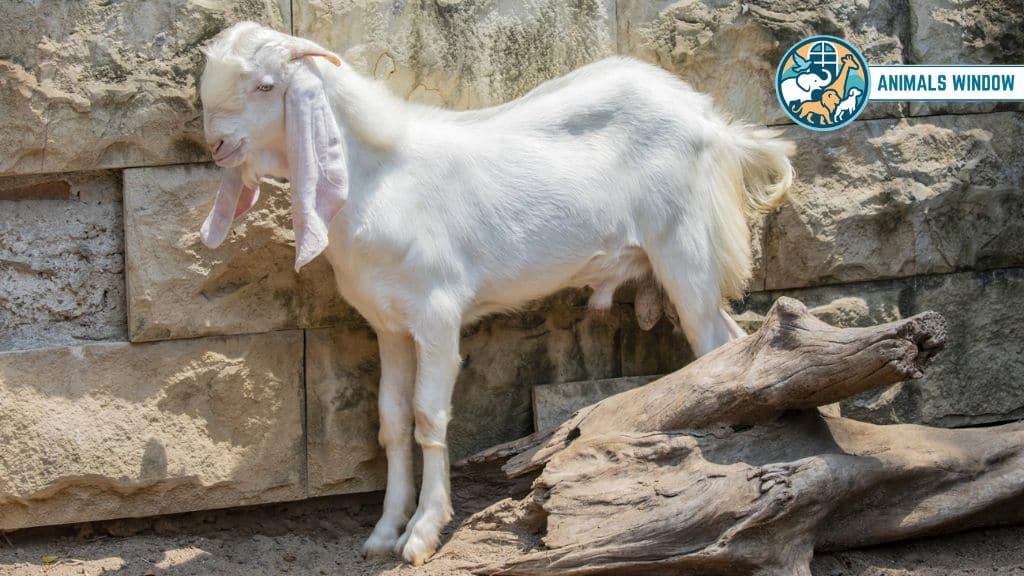 Domestic Goat Docile & Friendly Animal in the World