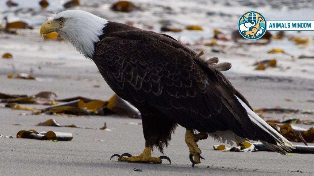 Eagle Animals That Eat Squirrels