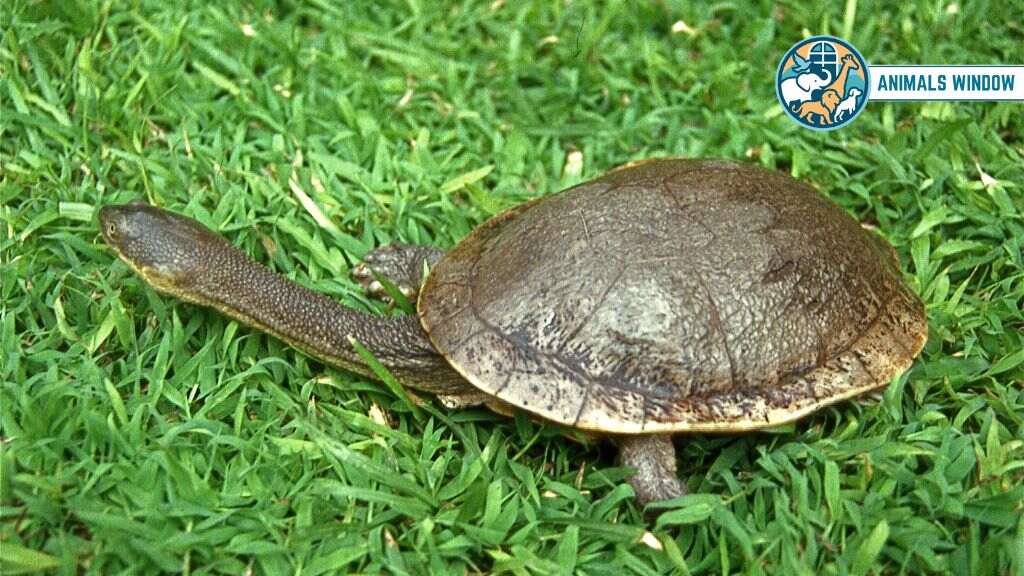Eastern Snake-necked Turtle Animal With Long Necks