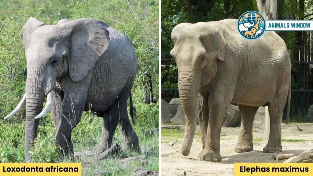 Elephant Animal With Big Noses