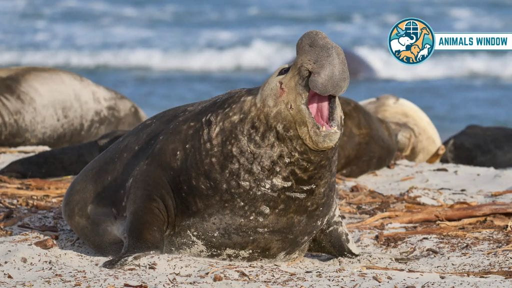 Elephant Seal Animal With Big Noses