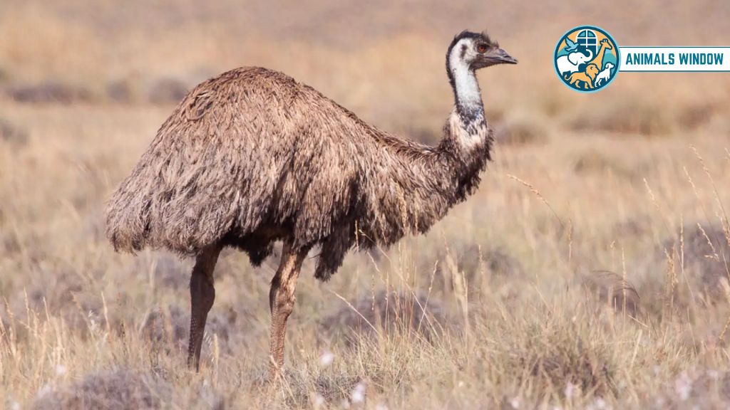 Emu Animal With Long Necks