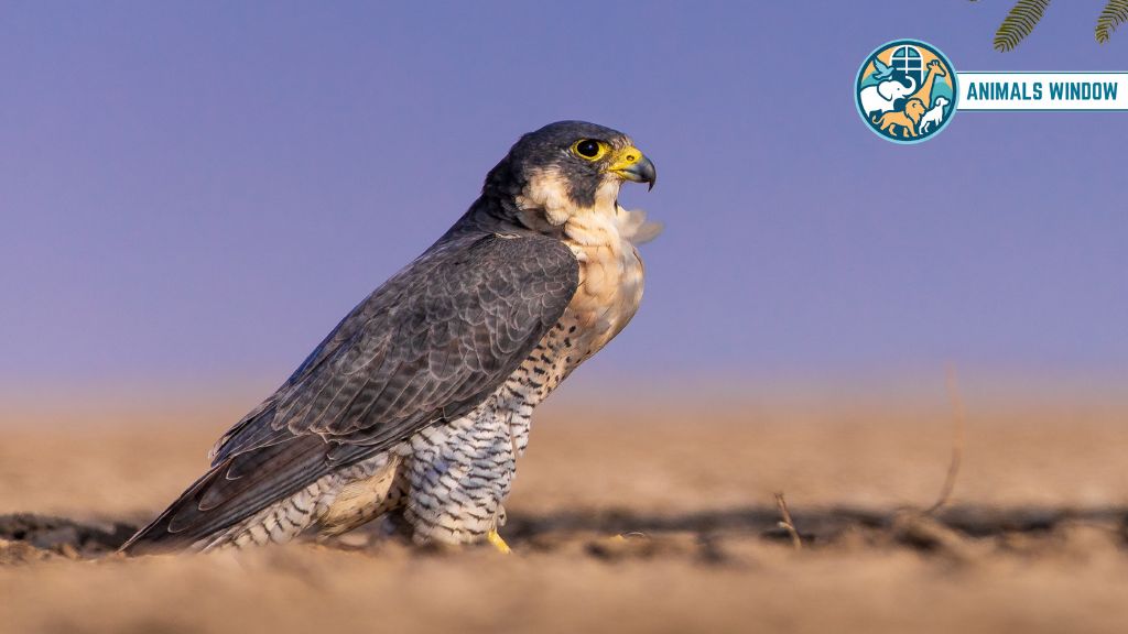 Falcon Animal That Eat Squirrels